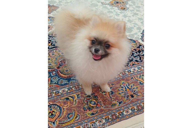 پامرانین فول خرسی