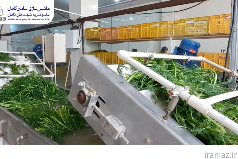 خط تولید شوید خشک: بهره‌ وری بالا، کیفیت مناسب