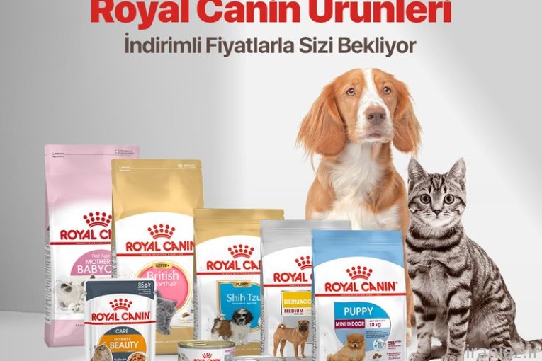 پت‌ شاپ چمستان بامشی 