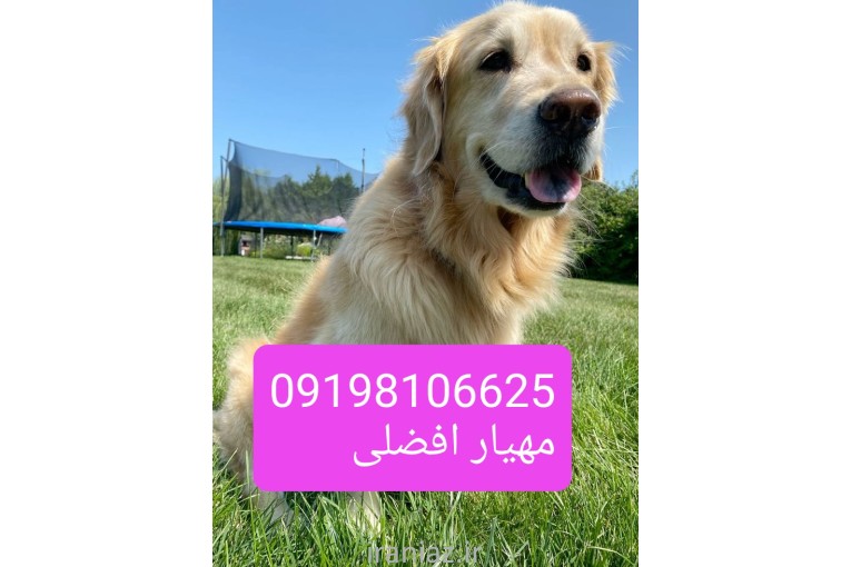 سگ گلدن رتریور 