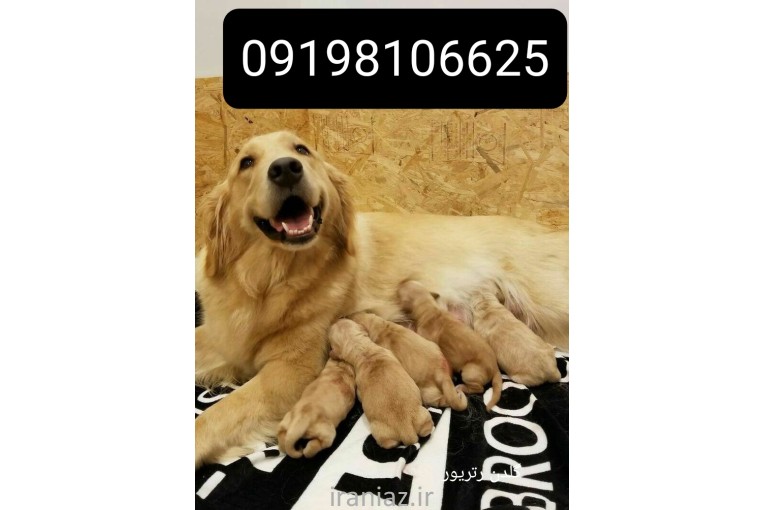 گلدن رتریور فروش سگ توله سگ جفتیابی سگ