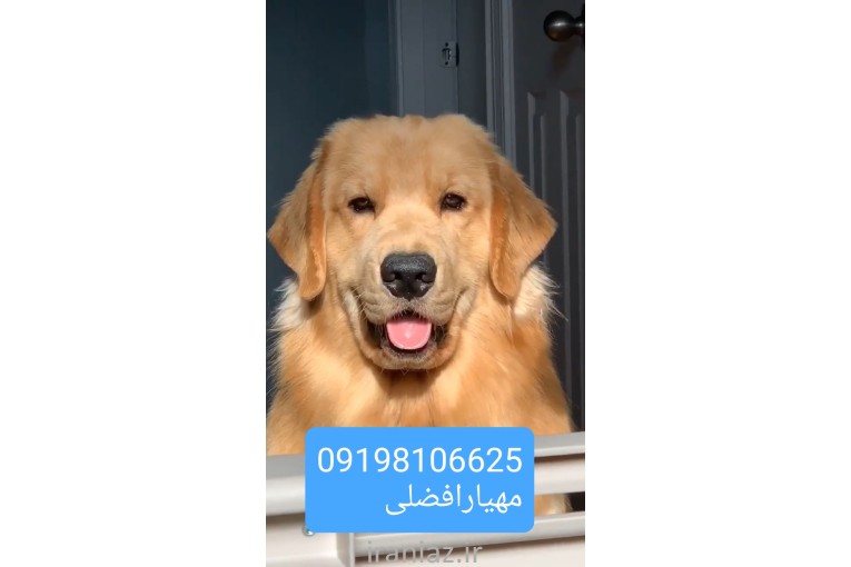 گلدن رتریور فروش سگ توله سگ جفتیابی سگ