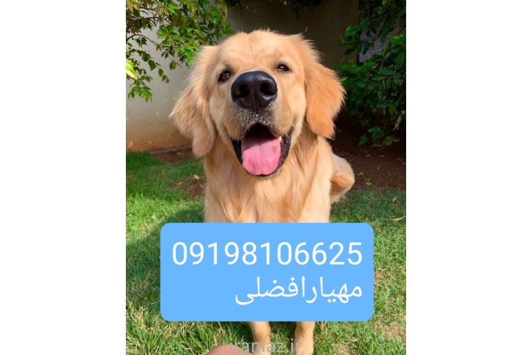 گلدن رتریور فروش سگ توله سگ جفتیابی سگ