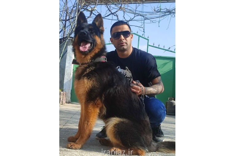 فروش سگ نگهبان 