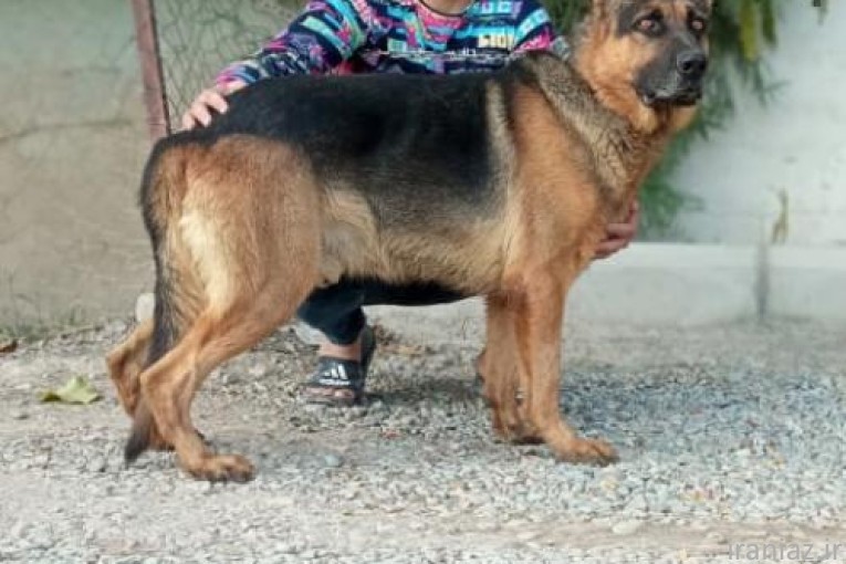 فروش سگ نگهبان 