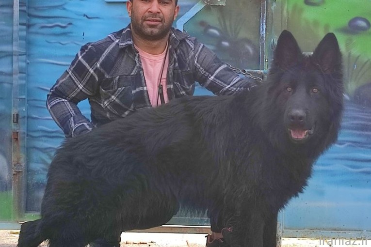 فروش سگ نگهبان 