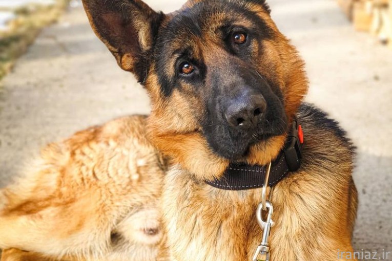 فروش سگ نگهبان 