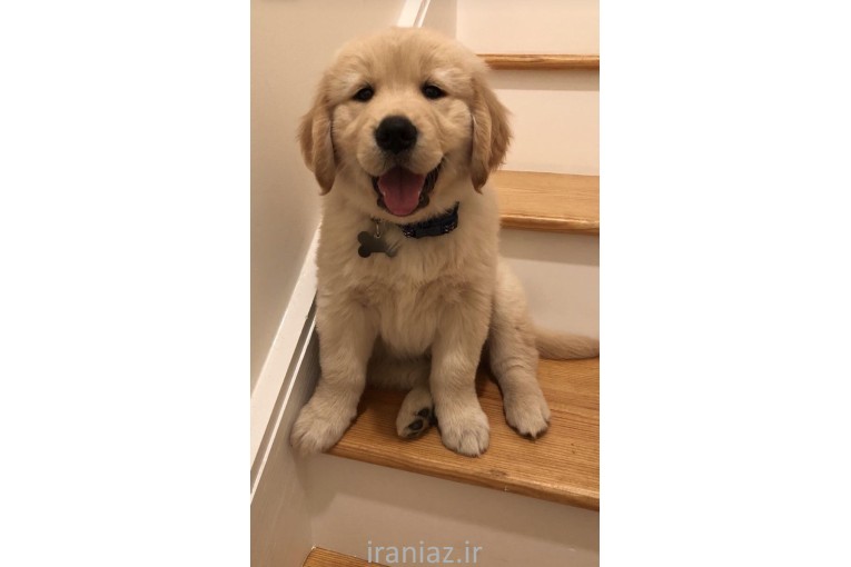  گلدن رتریور فروش توله سگ گلدن رتریور 