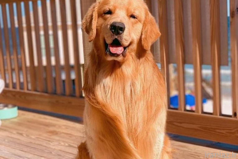  گلدن رتریور فروش توله سگ گلدن رتریور 
