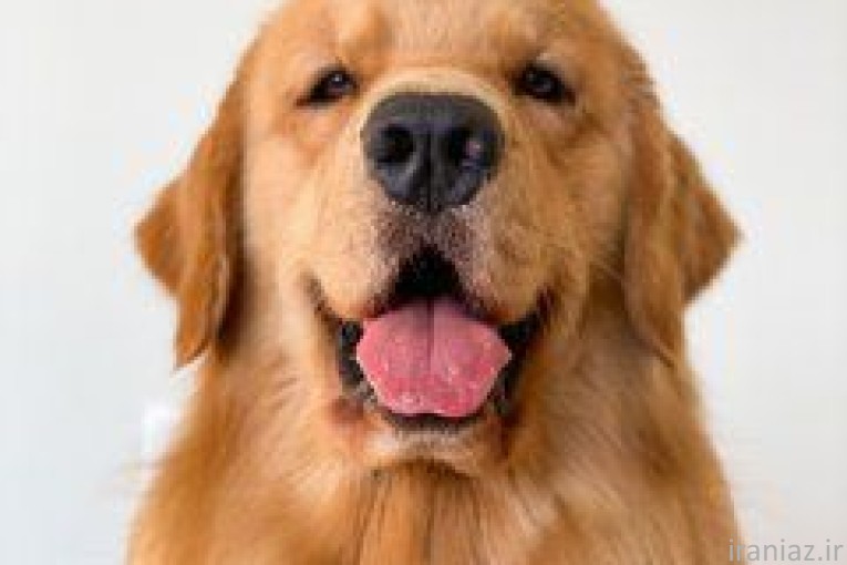  گلدن رتریور فروش توله سگ گلدن رتریور 