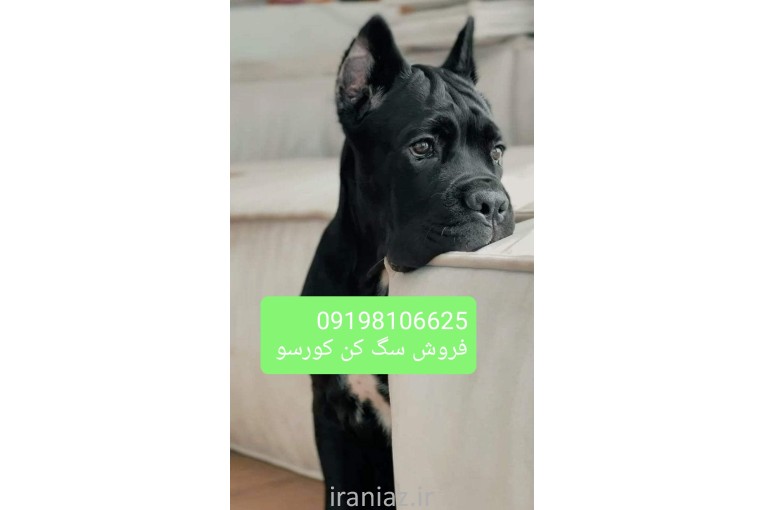 سگ کن کورسو فروشی