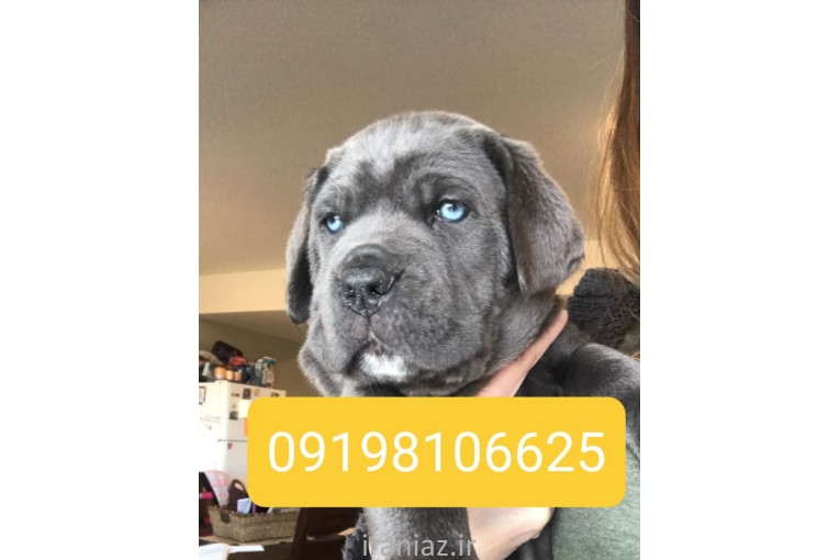 سگ کن کورسو فروشی