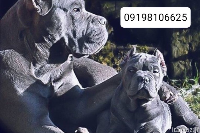 سگ کن کورسو فروشی