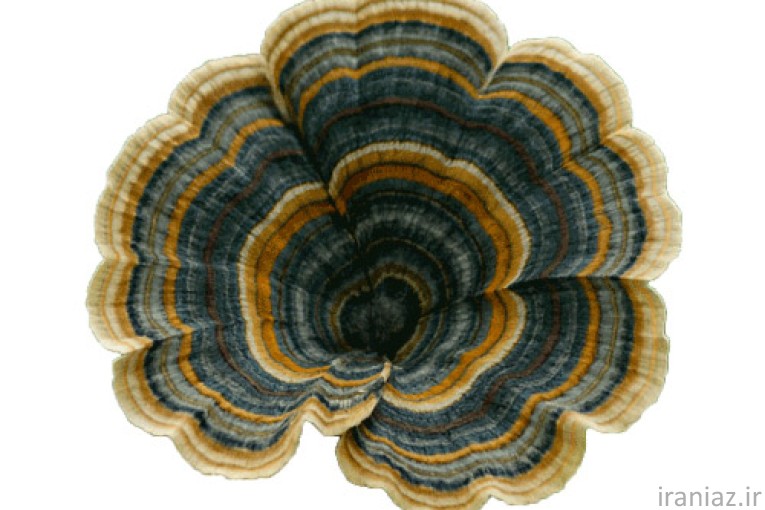 فروش قارچ های دارویی