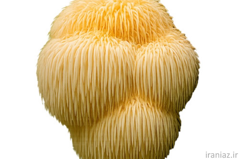 فروش قارچ های دارویی