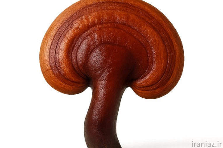 فروش قارچ های دارویی