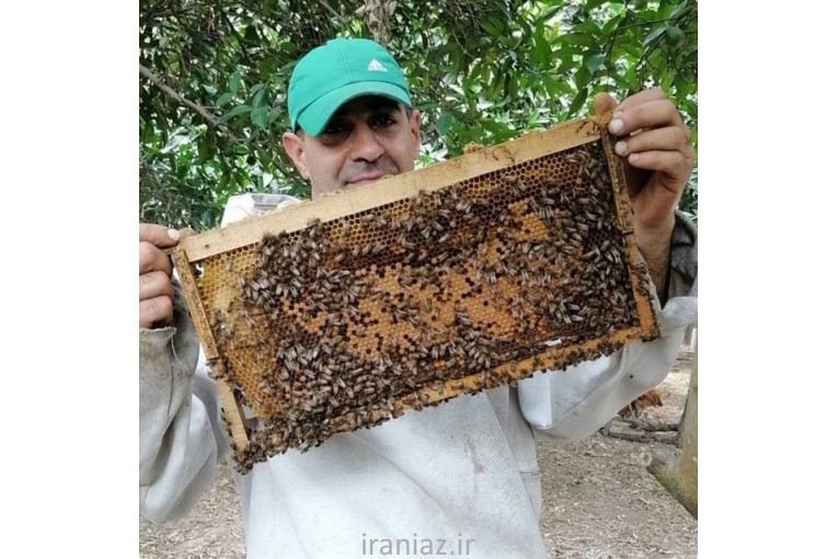فروش کلنی زنبور عسل