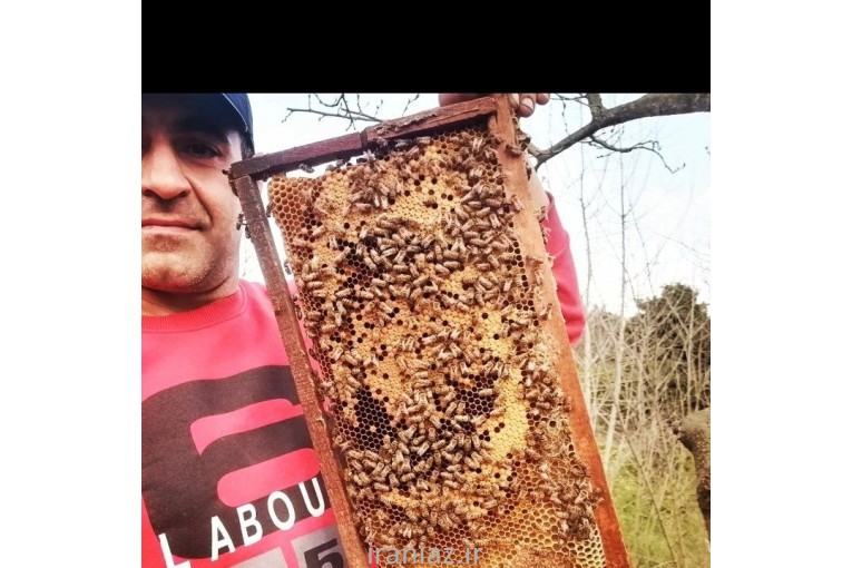 فروش کلنی زنبور عسل