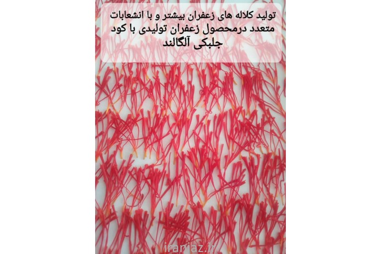 کود ارگانیک جلبک خلیج فارس آلگالند