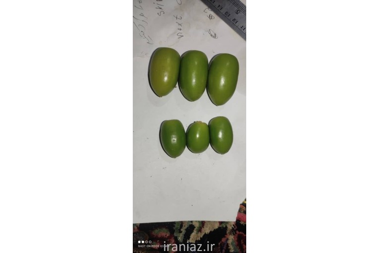 کود ارگانیک جلبک خلیج فارس آلگالند