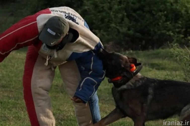آموزش سگ های نگهبان و گارد ، مربی سگ
