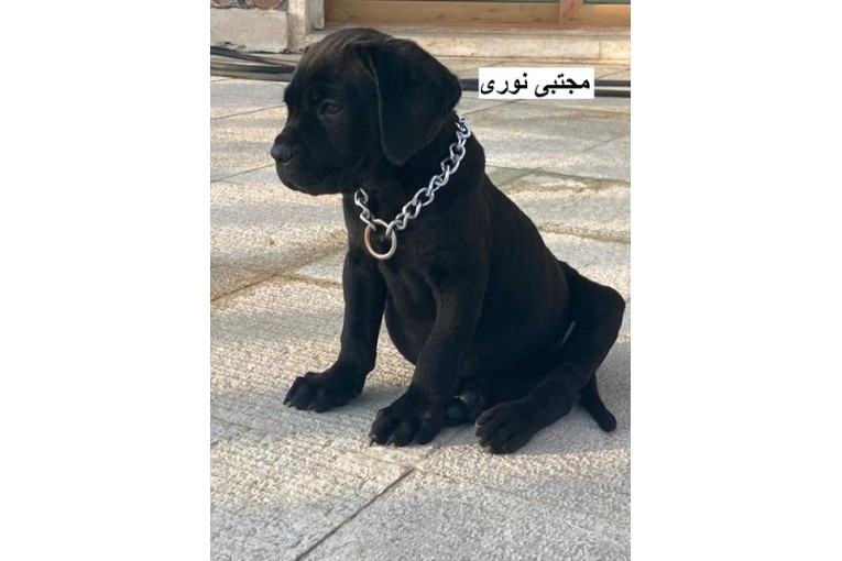  خرید و فروش توله سگ کن کورسو ایتالیایی 