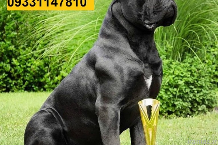  خرید و فروش توله سگ کن کورسو ایتالیایی 