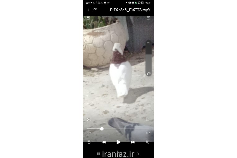 کفتر طوقی سرخ