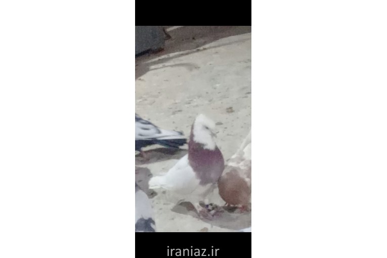 کفتر طوقی سرخ