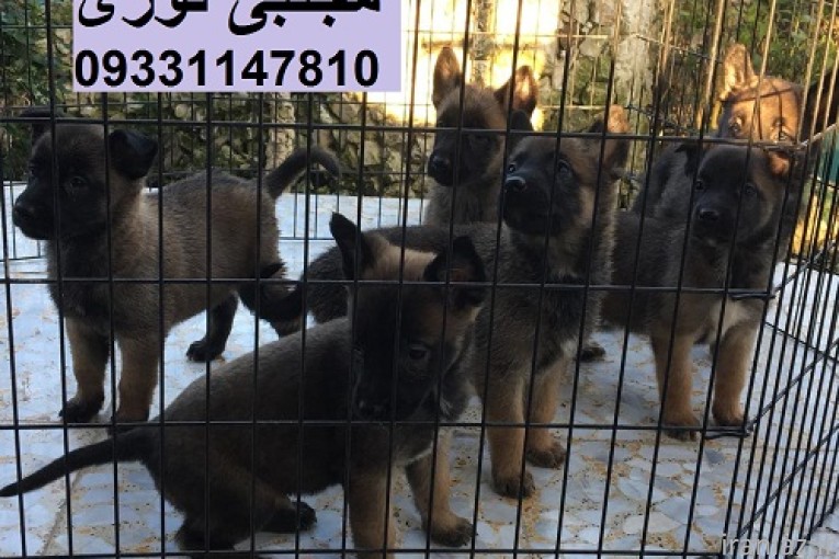 فروش توله مالینویز باهوش 