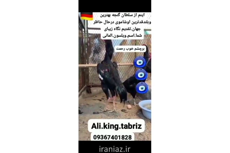  اوشامو آلمانی وارداتی شش دنگ و هفت دنگ 