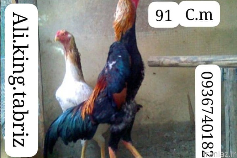  اوشامو آلمانی وارداتی شش دنگ و هفت دنگ 