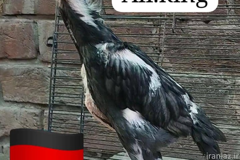  اوشامو آلمانی وارداتی شش دنگ و هفت دنگ 