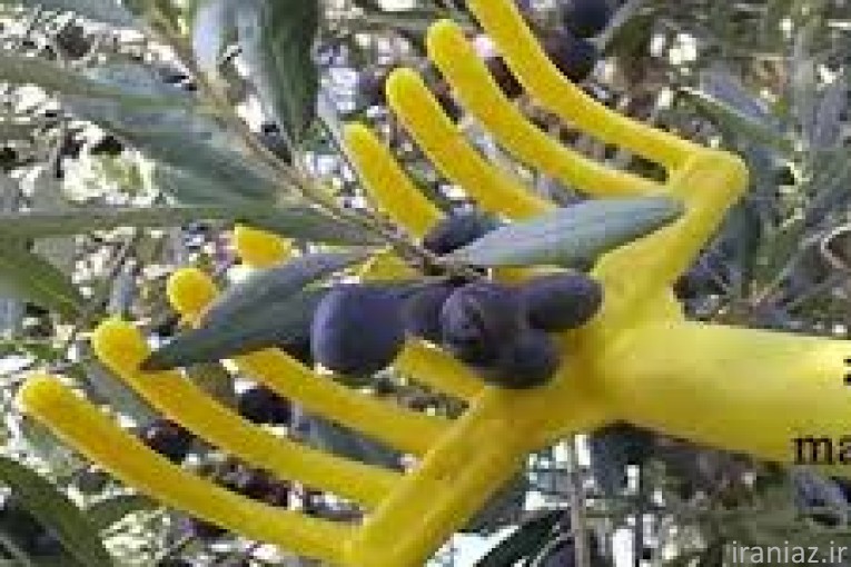 چنگک زیتون چین، شانه