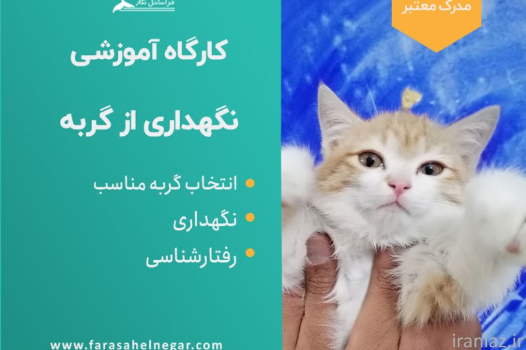 صفر تا صد نگهداری گربه با مدرک معتبر