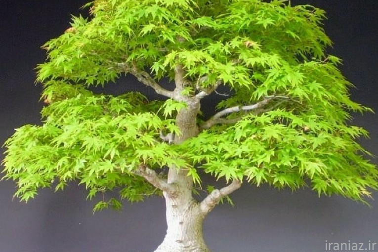 خرید بذر اورجینال وارداتی 2025