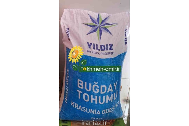 فروش بذرهیبریدگندم