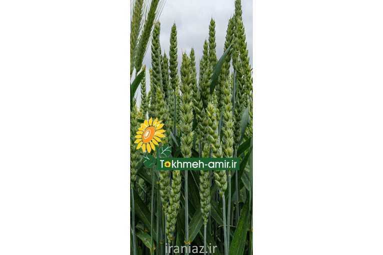 فروش بذرهیبریدگندم