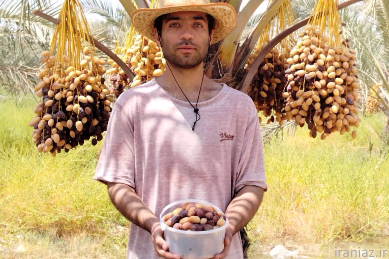 فروش خرما کبکاب درجه یک دشتستان