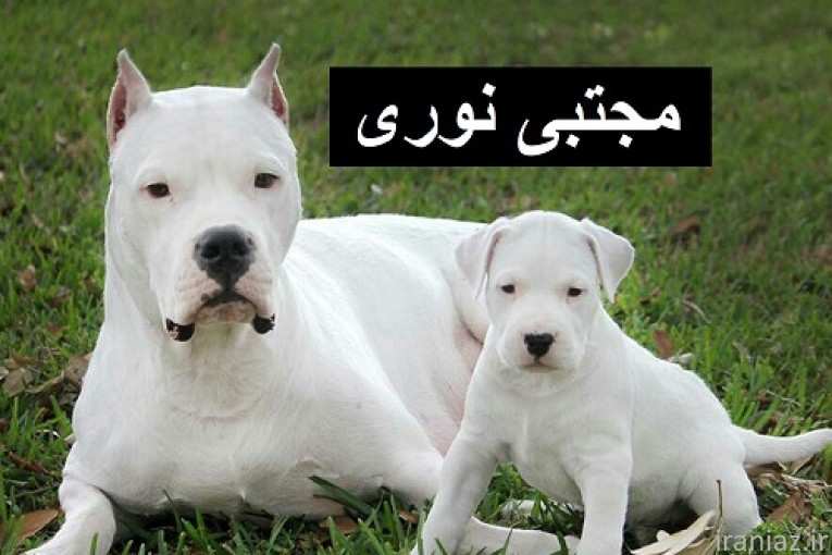 خرید و فروش توله داگو آرژانتیو اصل