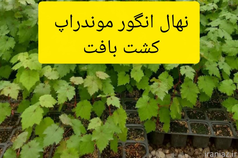 فروش نهال انگور موندراپ کشت بافت 