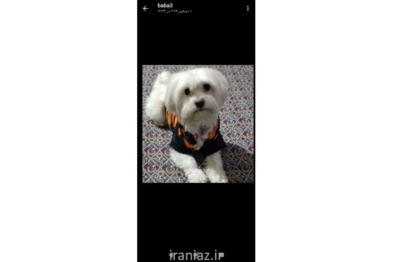 گمشده با ۲ میلیون مژدگانی