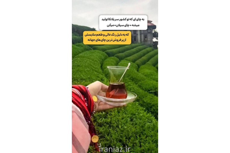 چای چکش سبز اصل
