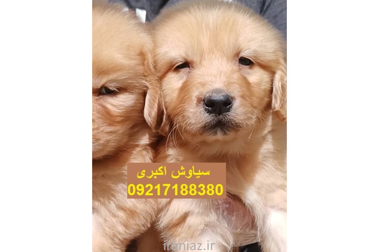 فروش توله سگ گلدن ابریشمی