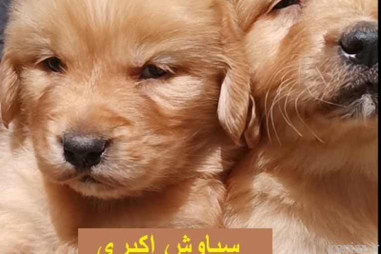 فروش توله سگ گلدن ابریشمی