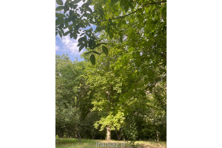 باغ بهمراه بناقدیمی و سندتک برگ فروشی