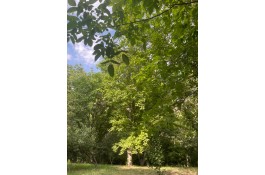 باغ بهمراه بناقدیمی و سندتک برگ فروشی