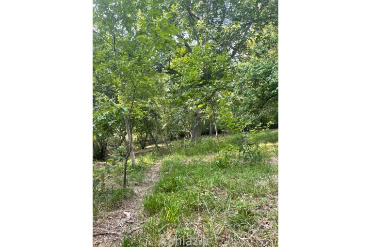 باغ بهمراه بناقدیمی و سندتک برگ فروشی