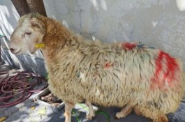 گوسفند زنده با باسکول 
