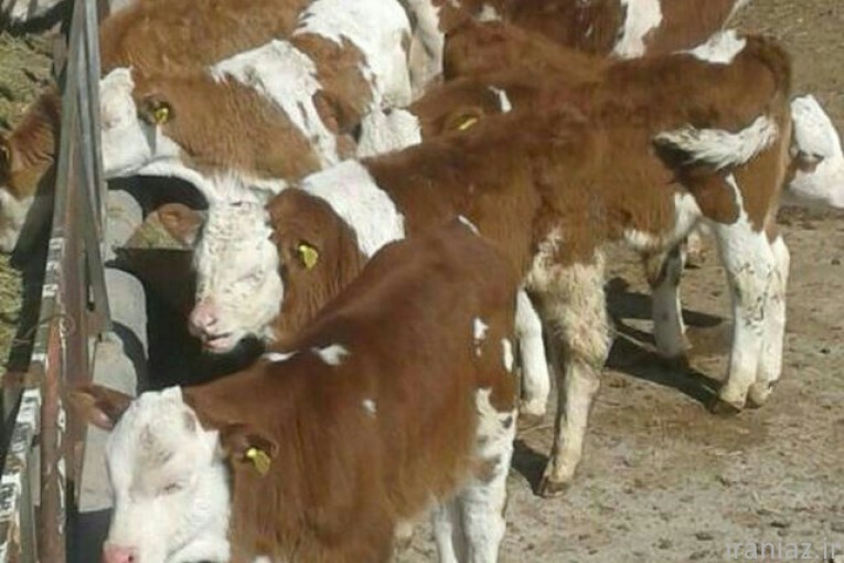 مرکز پخش و فروش گوساله های درجه یک 